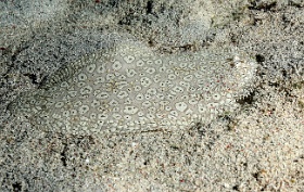 Komodo 2016 - Peacock sole - Sole ocellee - Pardachirus pavoninus - IMG_7206_rc
